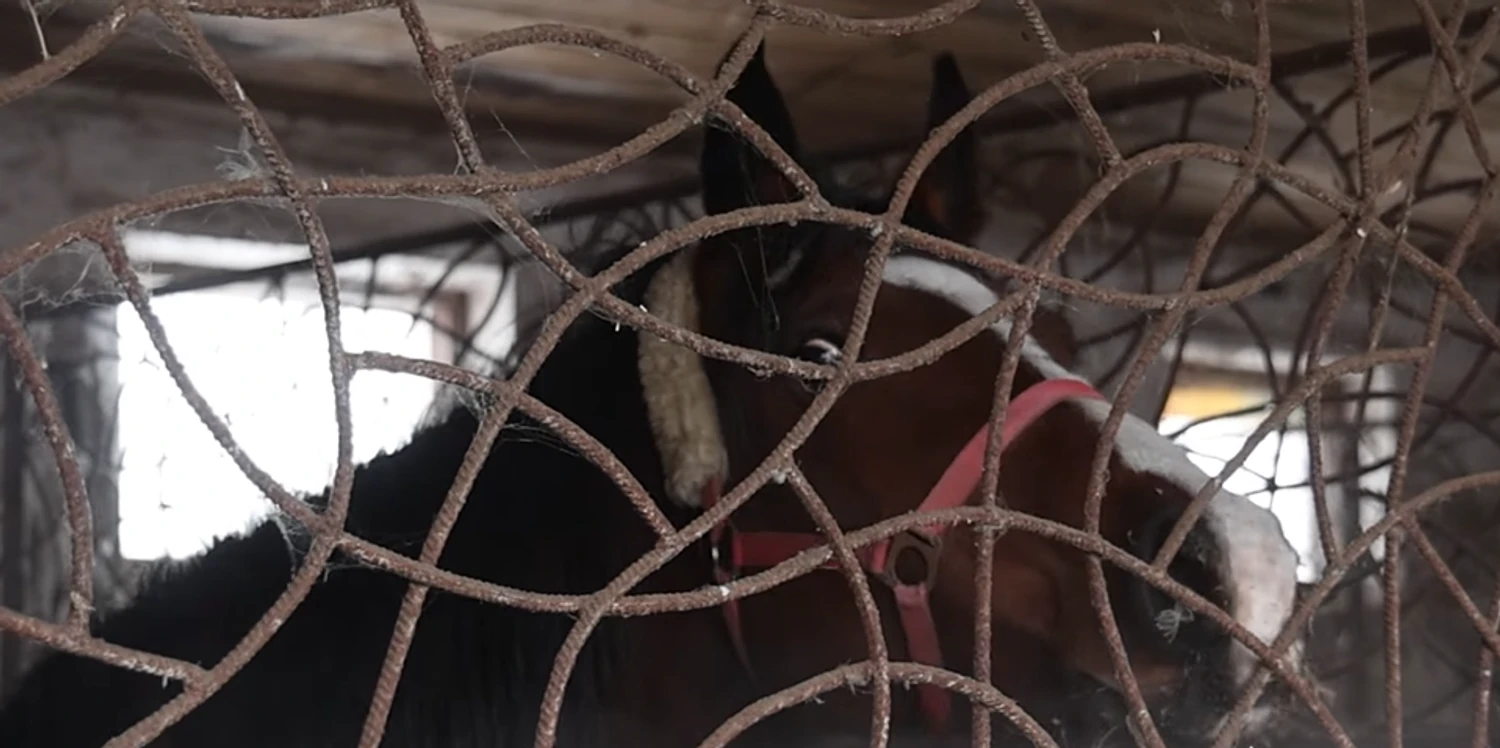 На Харківщині з прифронтової території евакуювали 19 коней з кінного клубу